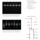 Blood DNA/RNA in parallel Miniprep Kit 50 Preps/Kit